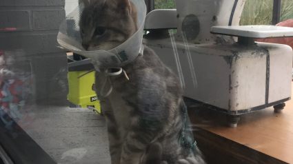 Illustration : Victime d'une attaque de rapace, ce chaton errant et blessé retombe sur ses pattes avec l'aide d'une association nordiste (vidéo)