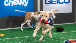 Illustration : Retour sur le Puppy Bowl 2022 : le Super Bowl des chiots issus de refuges, réunis pour un faux match de football américain puis proposés à l'adoption