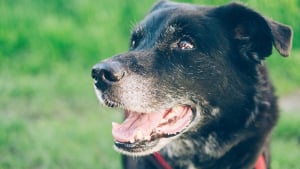 Illustration : Une étude sur le vieillissement canin espère améliorer la longévité des chiens et de l'Homme