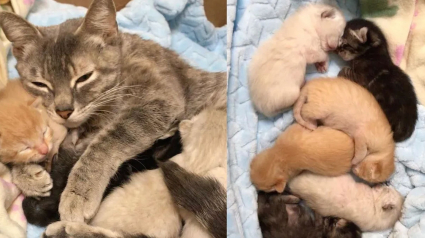 Illustration : Une chatte et ses chatons abandonnés dans une caisse de transport sur le trottoir heureux de profiter de leur nouveau nid douillet