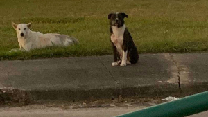 Illustration : Un chien errant monte la garde auprès de sa meilleure amie blessée jusqu'à ce qu'ils soient secourus ensemble (vidéo)