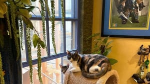 Illustration : Découvrez en 20 photos une maison spécialement aménagée pour une vingtaine de chats !