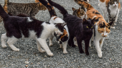 Illustration : Il se précipite dans un refuge en feu pour sauver 45 chats, son acte de bravoure lui vaut une mise à l'honneur