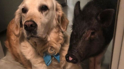 Illustration : Ce cochon et ce Golden Retriever forment un duo atypique et plus soudé que jamais !