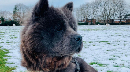 Illustration : 19 photos de chiens qui profitent de l'hiver à leur manière