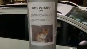 Illustration : En s'arrêtant pour lire une affiche de chat disparu, cette passante fait une rencontre inattendue ! (Vidéo)