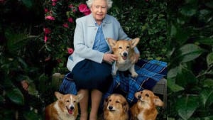 Illustration : La reine Elizabeth II a lancé son premier parfum pour chien !