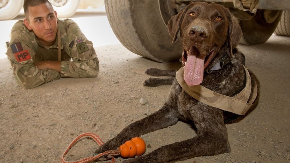 Illustration : "Un chien de l'armée britannique se voit décerner la plus haute distinction pour son courage et son dévouement"