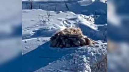 Illustration : Coincée dans une épaisse couche de neige, cette chienne affaiblie et déshydratée fait l'objet d'une opération de sauvetage (vidéo)