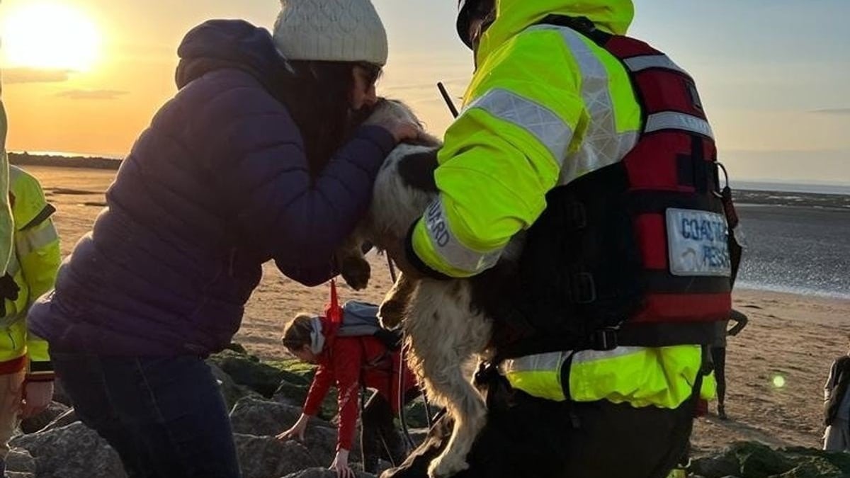 Illustration : "Témoins, garde-côtes, drone et pompiers : sauvetage de grande ampleur pour une Springer Spaniel coincée sur des rochers"