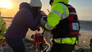 Illustration : Témoins, garde-côtes, drone et pompiers : sauvetage de grande ampleur pour une Springer Spaniel coincée sur des rochers