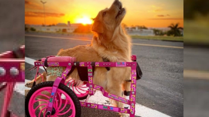 Illustration : Une chienne Golden Retriever paralysée retrouve l'espoir et la liberté grâce à son chariot personnalisé