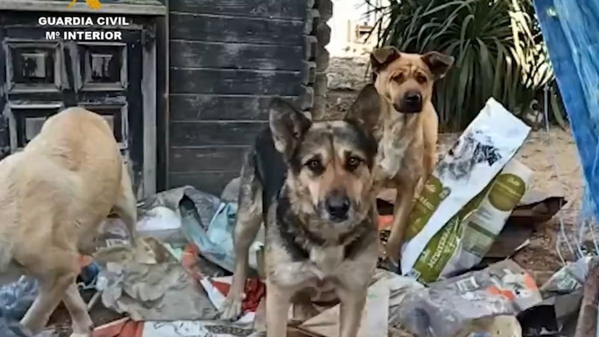 Illustration : "18 chiens retrouvés affamés dans une ferme de l'horreur ont pu être sauvés. La propriétaire arrêtée !"