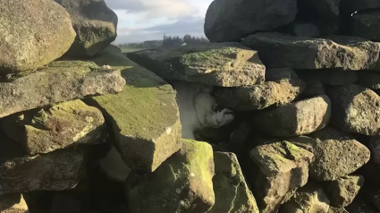 Illustration : Un chien en promenade repère un chat coincé dans un mur en pierre : une opération de sauvetage est lancée