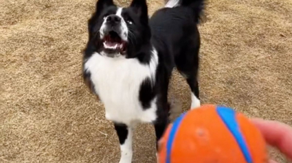 Illustration : Malgré sa cécité, ce chien croque la vie à pleines dents et adore courir après une balle ! (Vidéo)