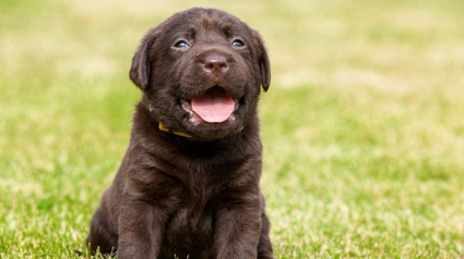 Illustration : La police forme 2 chiots Labradors pour lutter contre les problèmes de santé mentale dans les écoles