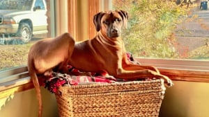 Illustration : 19 photos de Rhodesian Ridgebacks, une race de chien originaire d'Afrique du Sud