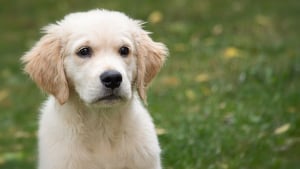 Illustration : Un chiot Golden Retriever réveille sa propriétaire au milieu de la nuit pour la sauver d'un incendie