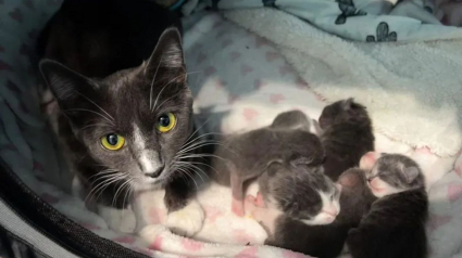 Illustration : Une chatte abandonnée trouve à temps un toit sécurisant au-dessus de sa tête pour donner naissance à ses chatons