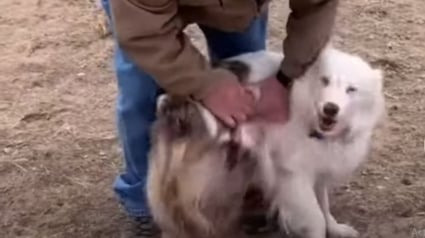 Illustration : Les émouvantes retrouvailles entre un chien aveugle et son grand père séparés pendant 1 an à cause de la pandémie (vidéo)