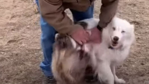 Illustration : Les émouvantes retrouvailles entre un chien aveugle et son grand père séparés pendant 1 an à cause de la pandémie (vidéo)