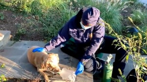 Illustration : Une chienne sauvée d'une maison en feu passe 4 jours jours sous oxygène, sa famille exprime sa gratitude envers les sauveteurs