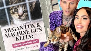 Illustration : L'association PETA épingle l'actrice Megan Fox et son compagnon Machine Gun Kelly pour avoir adopté un chat de race plutôt qu'en refuge