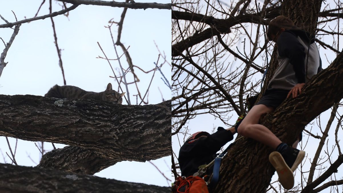 Illustration : "Un adolescent grimpe dans un arbre pour porter secours à un chat... mais se retrouve lui-même coincé !"