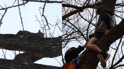 Illustration : Un adolescent grimpe dans un arbre pour porter secours à un chat... mais se retrouve lui-même coincé !