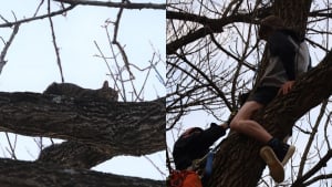 Illustration : Un adolescent grimpe dans un arbre pour porter secours à un chat... mais se retrouve lui-même coincé !