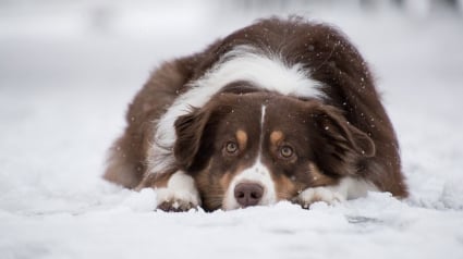 Illustration : Emporté par une avalanche et persuadé d'avoir perdu à jamais son chien, un couple découvre le sens du mot "miracle"