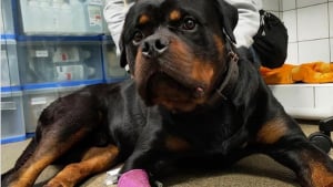 Illustration : Des nouvelles de Pablo, le Rottweiler au pronostic vital engagé après avoir été battu par son maître