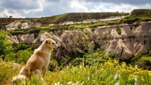 Illustration : Une intervention de 3 heures pour tenter de sauver un chien victime d’une chute de 30 mètres en montagne