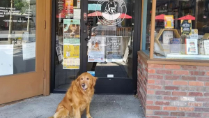 Illustration : Leur chienne joue les hôtesses dans leur librairie, ils décident de nommer l'établissement en son honneur