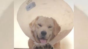 Illustration : Drôle de surprise pour la maîtresse de ce chien qui était censé ne plus porter la collerette vétérinaire qu'il détestait ! (Vidéo)