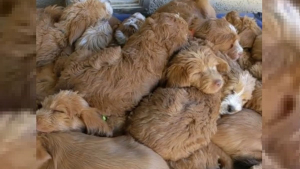 Illustration : Cette vidéo représentant un amas de chiots Labradoodles faisant la sieste attendrit des milliers d'internautes