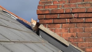 Illustration : Un chaton coincé sur le toit d'une maison est soulagé de retrouver son propriétaire de 5 ans avec l'aide des pompiers