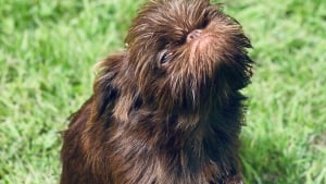 Illustration : 12 photos d'un chien ressemblant à la fois à Chewbacca et Gizmo !