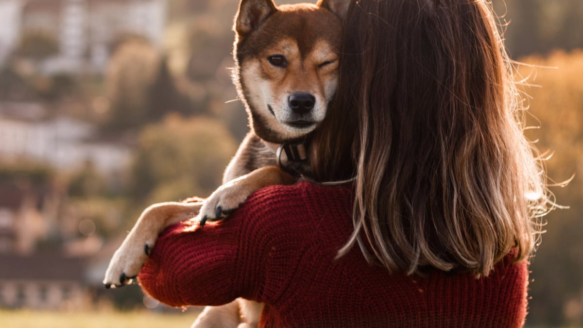 Illustration : "Avec le retour au travail, 40 % des travailleurs affirment que leur chien va davantage leur manquer par rapport à leurs enfants ou conjoint ! "