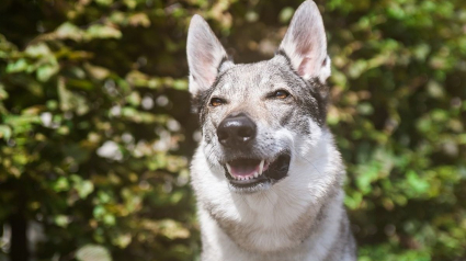 Illustration : 12 magnifiques races de chiens ressemblant à des loups