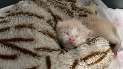 Illustration : Une bénévole et son mari unissent leurs forces pour soigner un chaton chétif né dans une maison en cours de rénovation