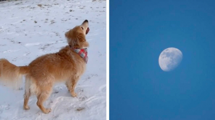 Illustration : Cette chienne regarde le ciel et devient toute excitée en remarquant la lune pour la première fois de sa vie ! (Vidéo)