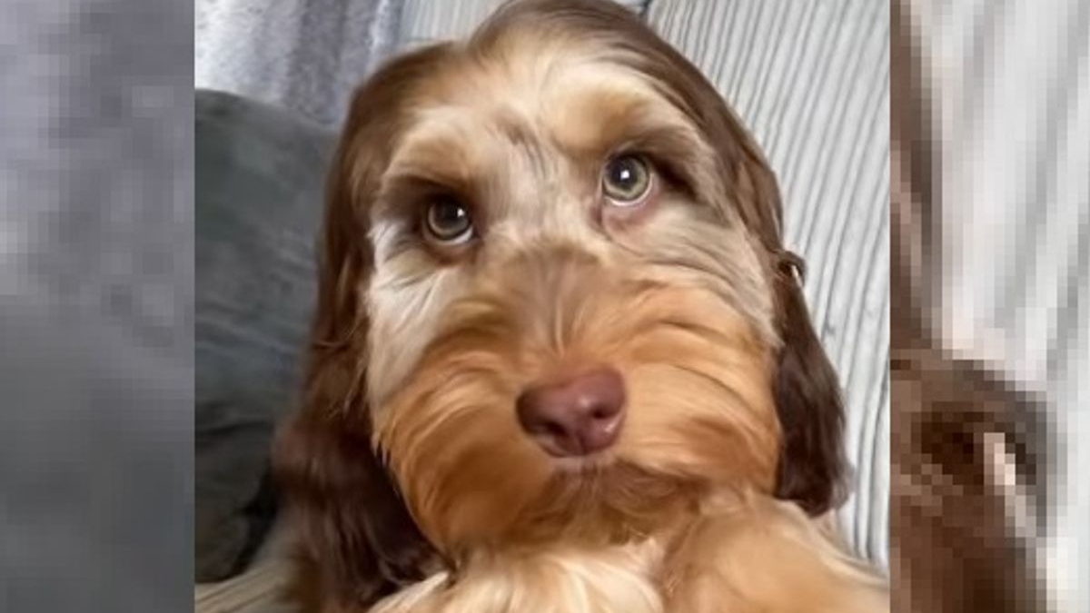 Illustration : "De nombreux passants sont subjugués par ce jeune Cockapoo qui serait le portrait craché d'un humain !"