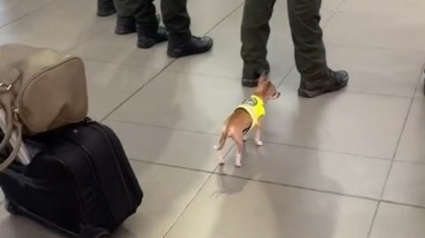 Illustration : Un Chihuahua vêtu d'un uniforme de police patrouille dans un aéroport et fait fondre le coeur de millions de personnes (vidéo)