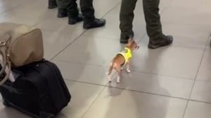 Illustration : Un Chihuahua vêtu d'un uniforme de police patrouille dans un aéroport et fait fondre le coeur de millions de personnes (vidéo)