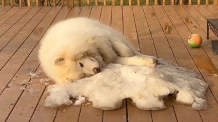 Illustration : Un Malamute de l'Alaska triste de dire "au revoir" à l'hiver profite d'un dernier tas de neige (vidéo)