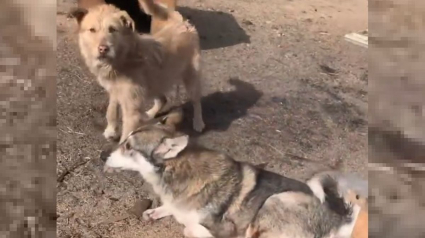 Illustration : Une association allemande ouvre un refuge en Pologne pour les animaux de compagnie confrontés aux affres de la guerre