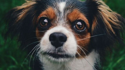 Illustration : 19 portraits de chiens et de chevaux réalisés par une photographe passionnée d'animaux