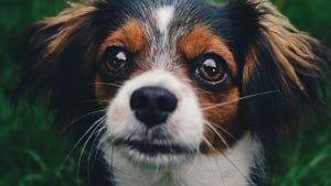 Illustration : 19 portraits de chiens et de chevaux réalisés par une photographe passionnée d'animaux