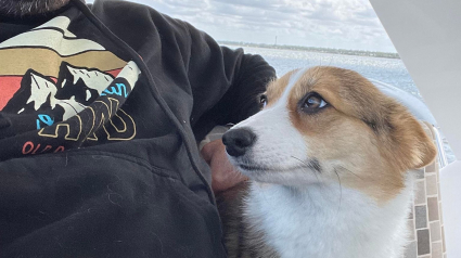 Illustration : « C'était la panique absolue » : un Corgi tombe d'un bateau, sa famille le recherche sans relâche jusqu'à l'arrivée d'une bonne nouvelle